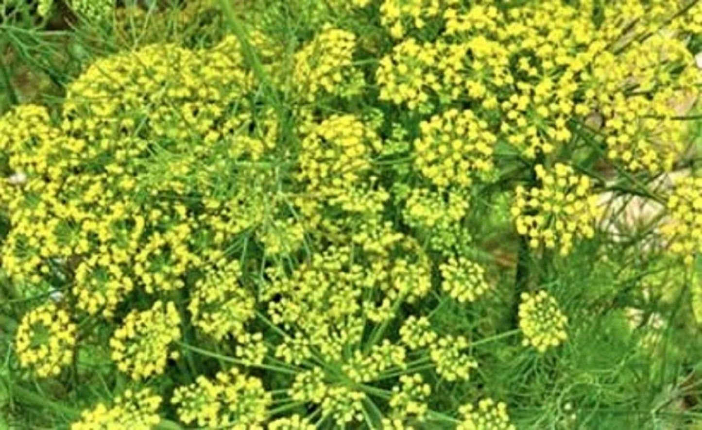 Mammoth Long Island Dill Seeds - Non-GMO Herb Seeds for Culinary Use, Anethum graveolens, 200+ Seeds