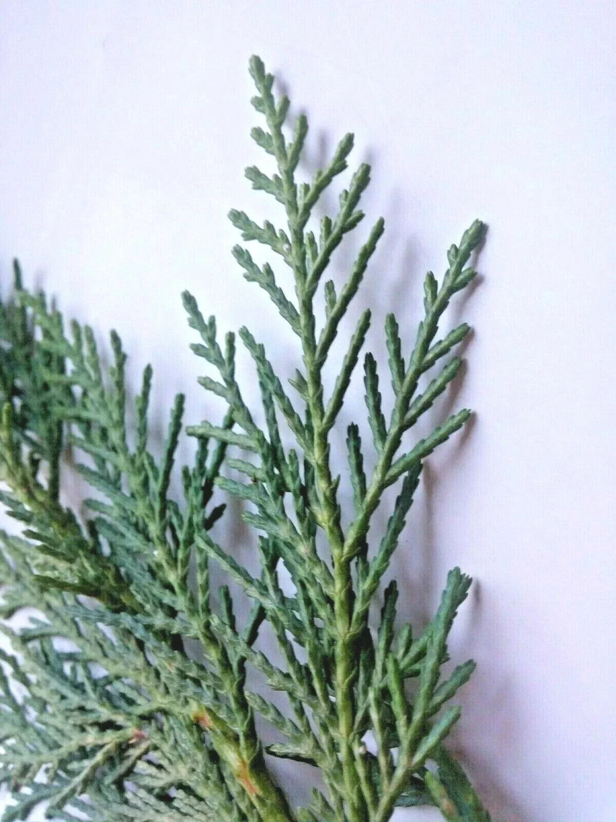Leyland Cypress Unrooted Cuttings - 75 Fresh Propagation Clippings for Evergreen Privacy Screen, Cupressocyparis leylandii