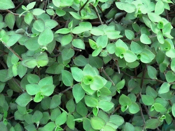 20 Cuttings Dwarf Bolivian Wandering Jew Tradescantia Minima Callisia Repens Indoor Plant