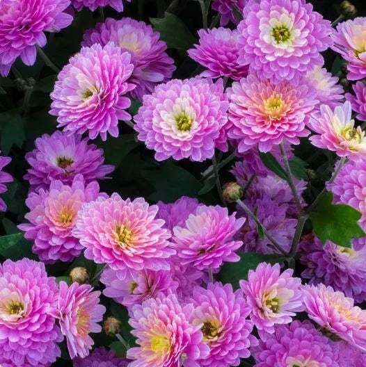 Mum Flower Seeds - 200+ Orchid Delight Chrysanthemum Seeds - Colorful Blooms for Garden - Chrysanthemum morifolium