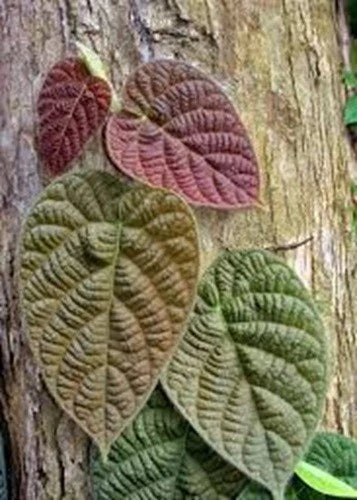 Ficus Villosa Cuttings - 3 Fresh Indoor Propagation Plants - Tropical Houseplant - Free Shipping