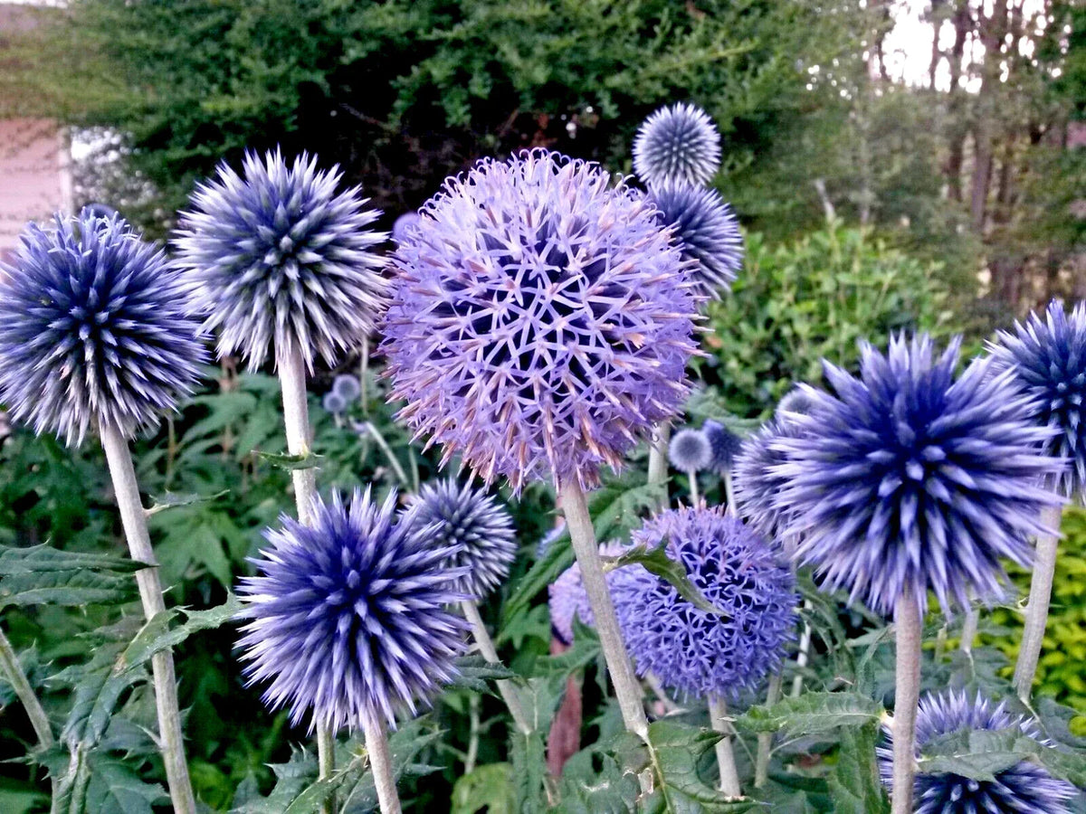 Blue Globe Thistle Seeds 50 Pack - Echinops ritro, Easy to Grow, Homegrown in USA
