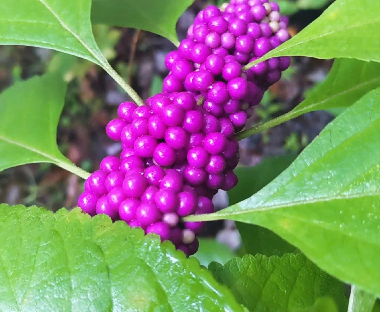 American Beautyberry Live Rooted Cutting in Pint Pot, Callicarpa americana, Vibrant Purple Berries, Garden Shrub