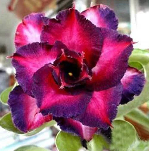 Dark Purple Pink Desert Rose Seeds - Adenium Obesum Perennial Flower Pack of 4