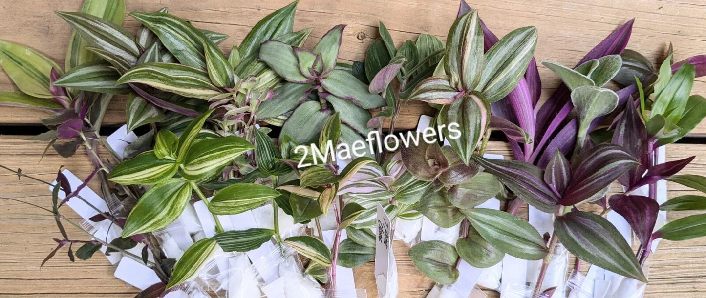 Tradescantia Cuttings - 10 Varieties of Wandering Jew Commelinaceae for Propagation & Indoor Decor