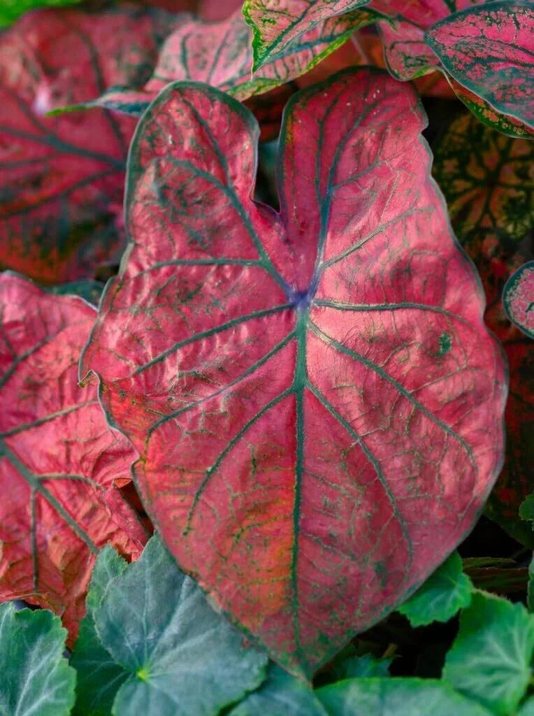 Caladium Bulbs Festiva Variety - 6 Colorful Elephant Ear Bulbs for Planting