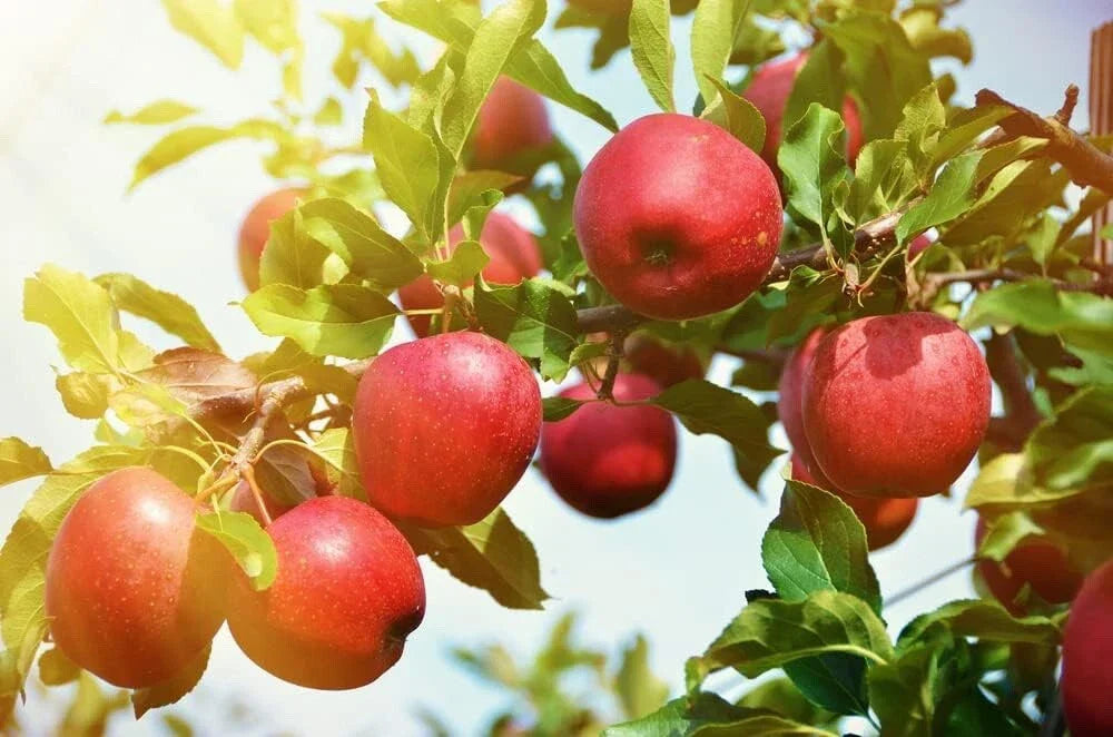 Apple Tree Seedlings - Malus Pumila - 1-2 Feet Tall - Ideal for Zones 3-8