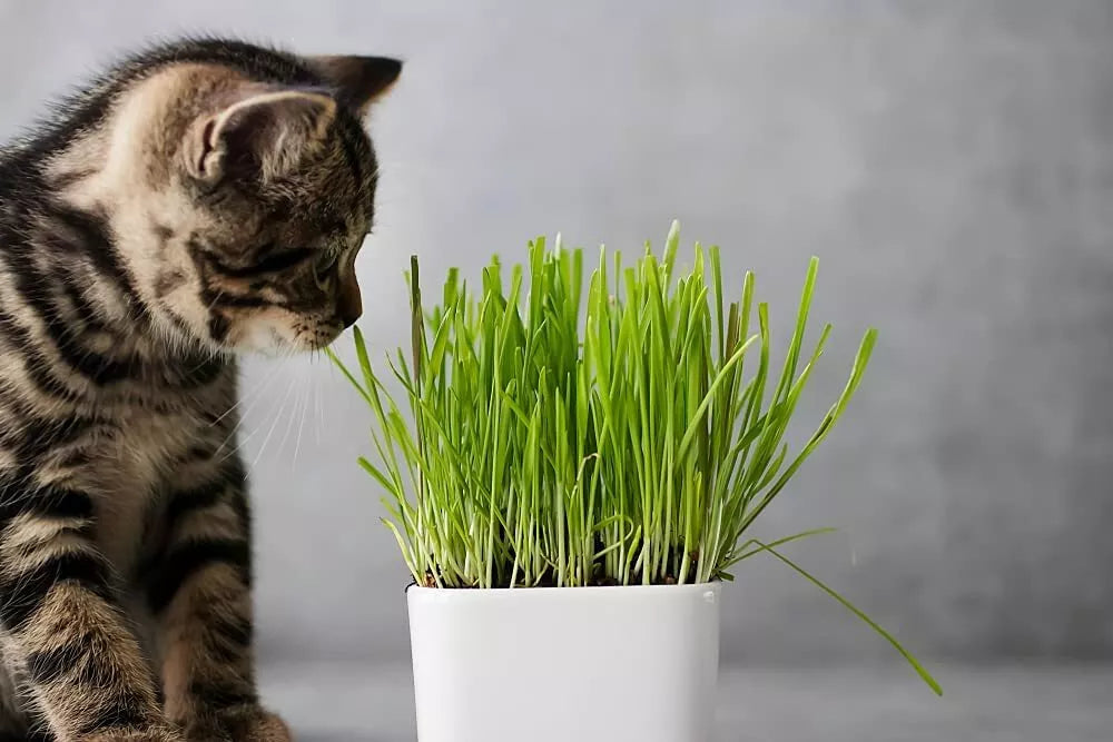 Cat Grass Seeds 5 Pounds - Dactylis glomerata for Indoor Cats