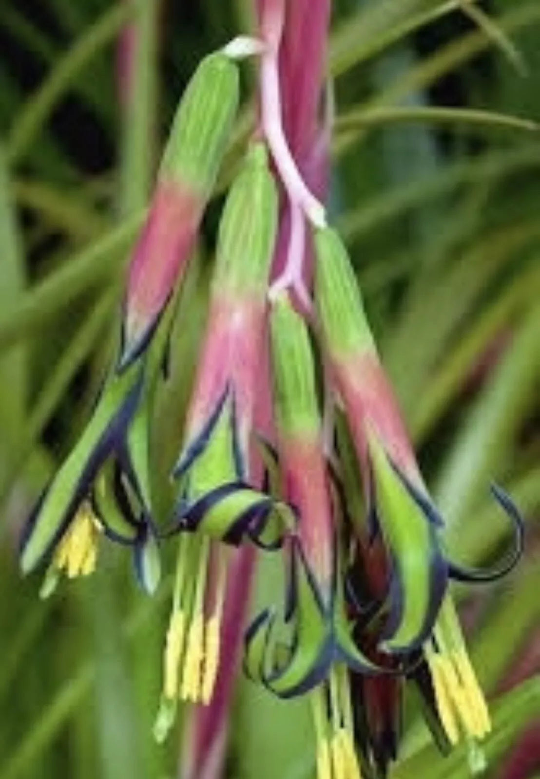 Billbergia Nutans Bromeliad - Queen's Tears Set of 3 Rooted Plants, Indoor & Outdoor Garden, Colorful Flowers, Low Maintenance