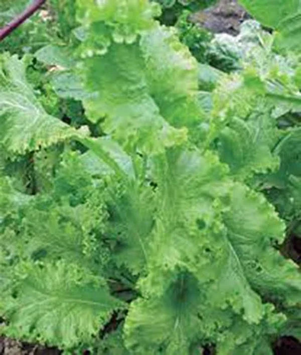 Mustard Greens Seeds – Southern Giant Heirloom, Non-GMO Brassica juncea, 25+ Seeds for Home Garden, Leafy Greens, Easy to Grow