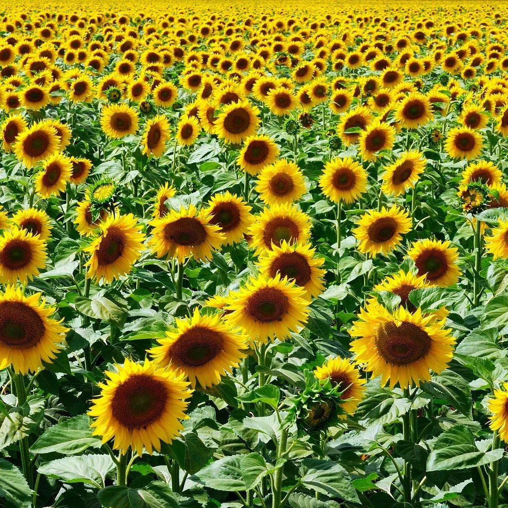 Mammoth Grey Stripe Sunflower Seeds - Non-GMO Helianthus annuus Bulk Pack for Garden & Landscape