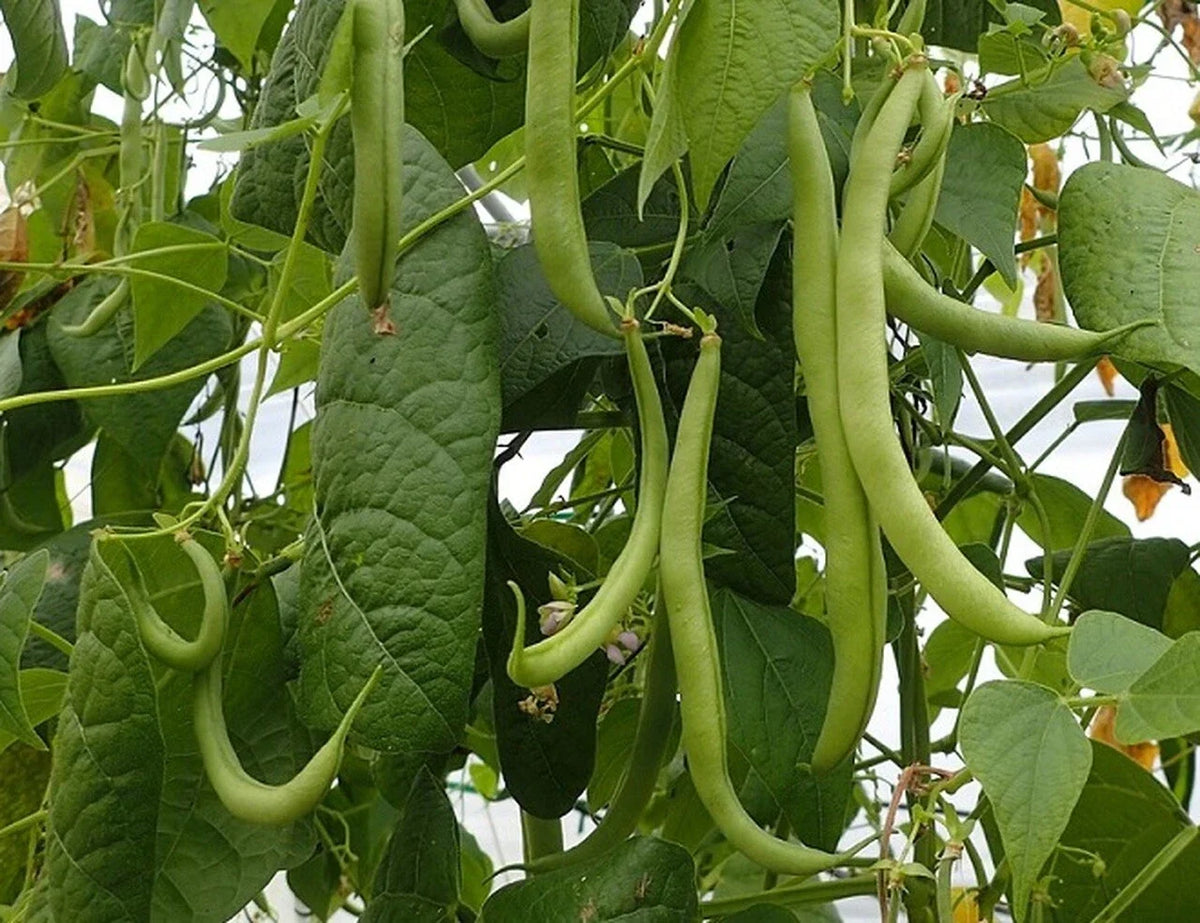 Strike Bush Green Bean Seeds - Non-GMO, Heavy Yields, Organic Vegetable Seeds, Phaseolus vulgaris, Compact Bush Plant