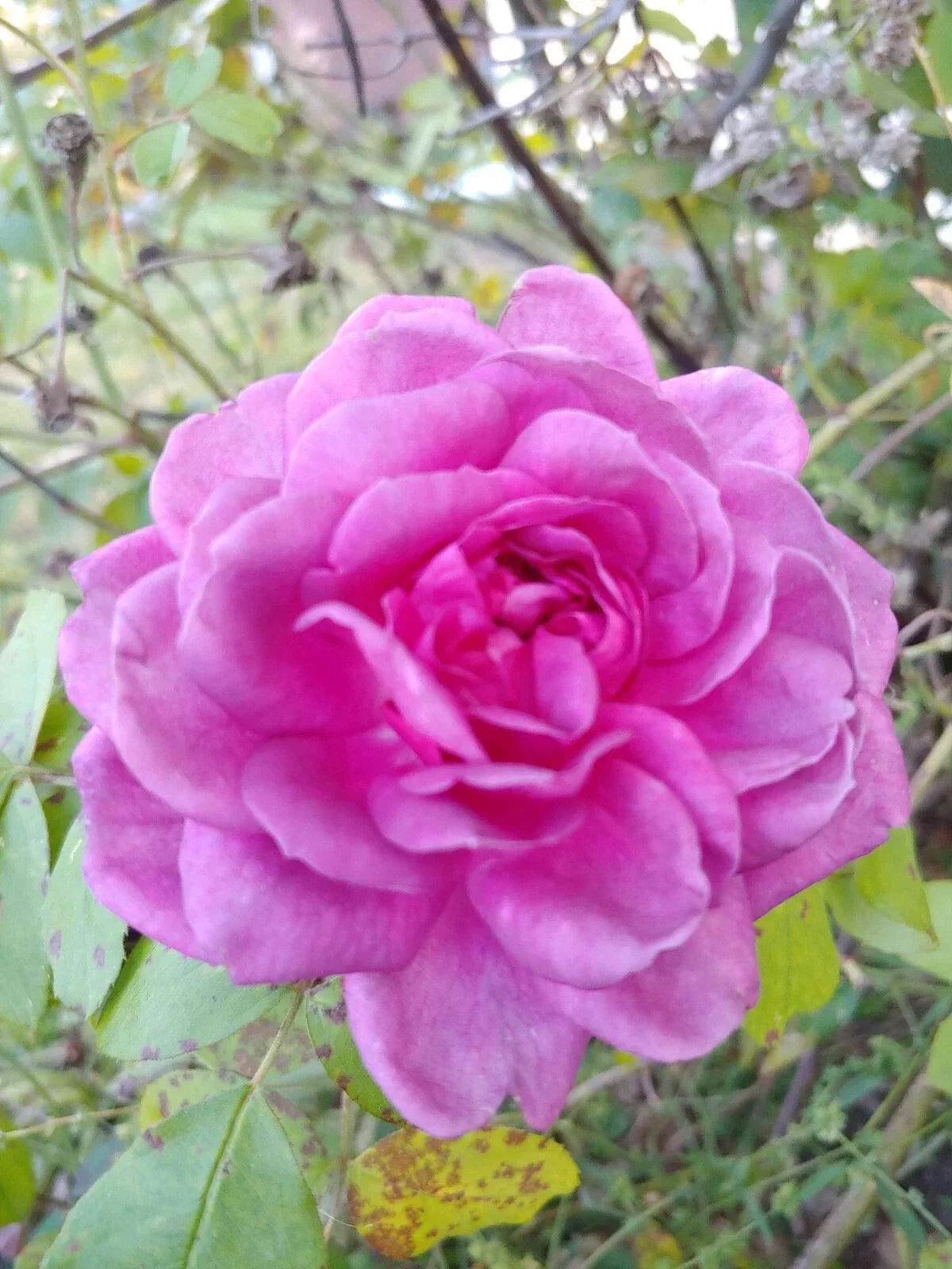 Rose Cuttings 4-6" Lavender Crush Rosa 'Lavender Crush' Fragrant Edible Jelly & Drink