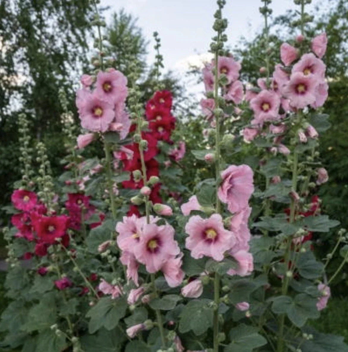Indian Spring Hollyhock Flower Seeds - 60+ Seeds - Perennial Alcea rosea