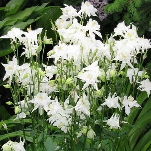 Columbine Seeds - 100 Non-GMO Aquilegia caerulea White Perennial for Pollinators, Butterfly & Hummingbird Garden