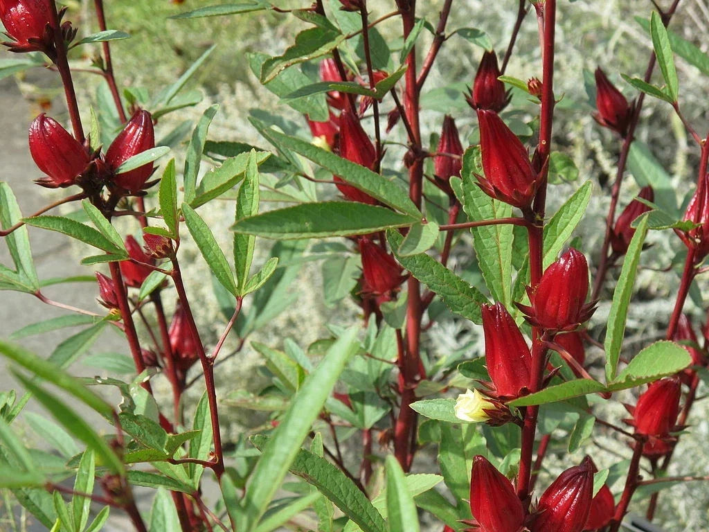 50 Roselle Seeds Hibiscus sabdariffa Organic Herb Seeds for Culinary & Beverage Use, Red Flowers