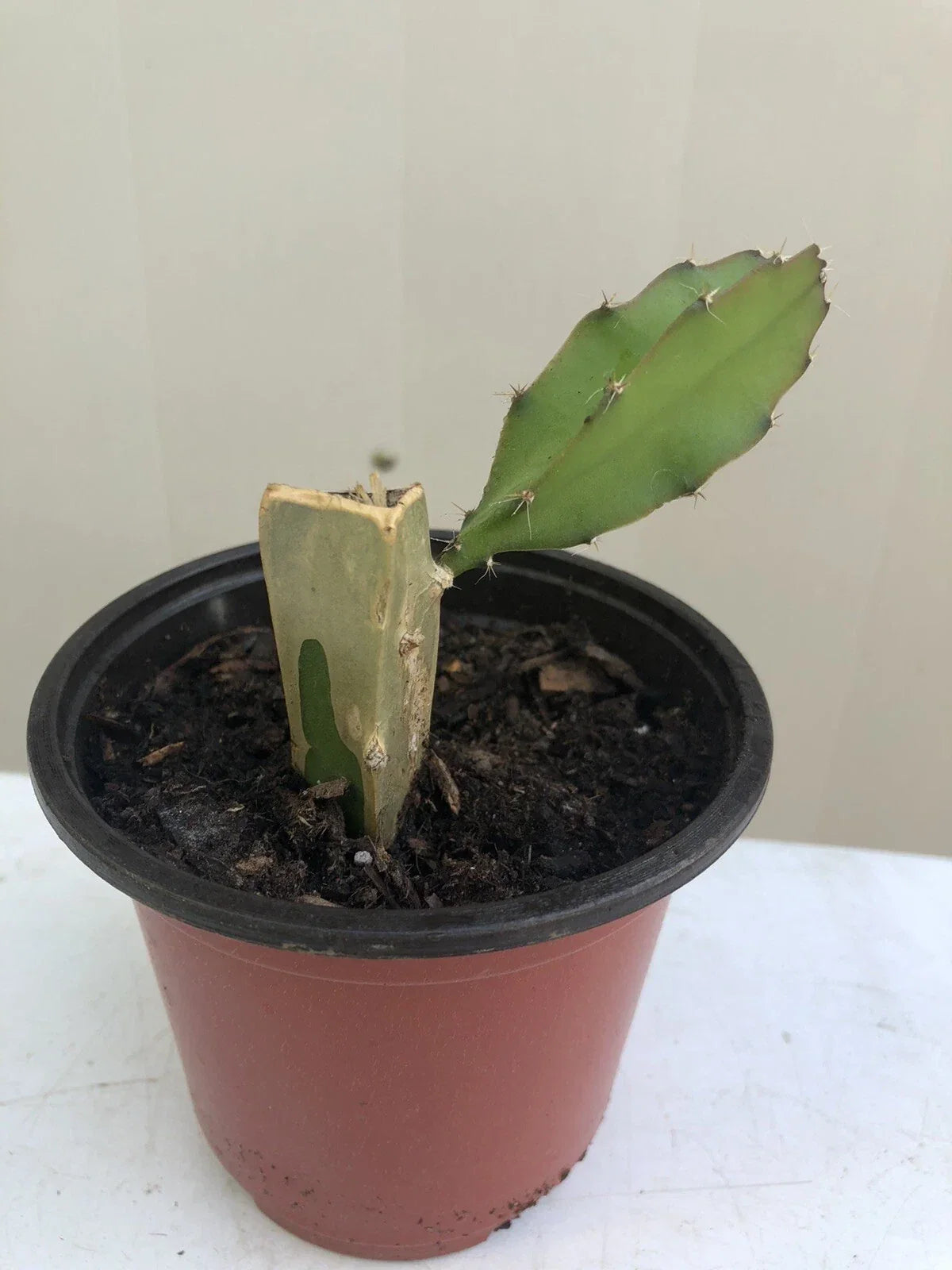 Rooted White Dragon Fruit Plant Cutting 6" in Pot | Hylocereus undatus | Pitaya Cactus for Indoor & Outdoor Gardening