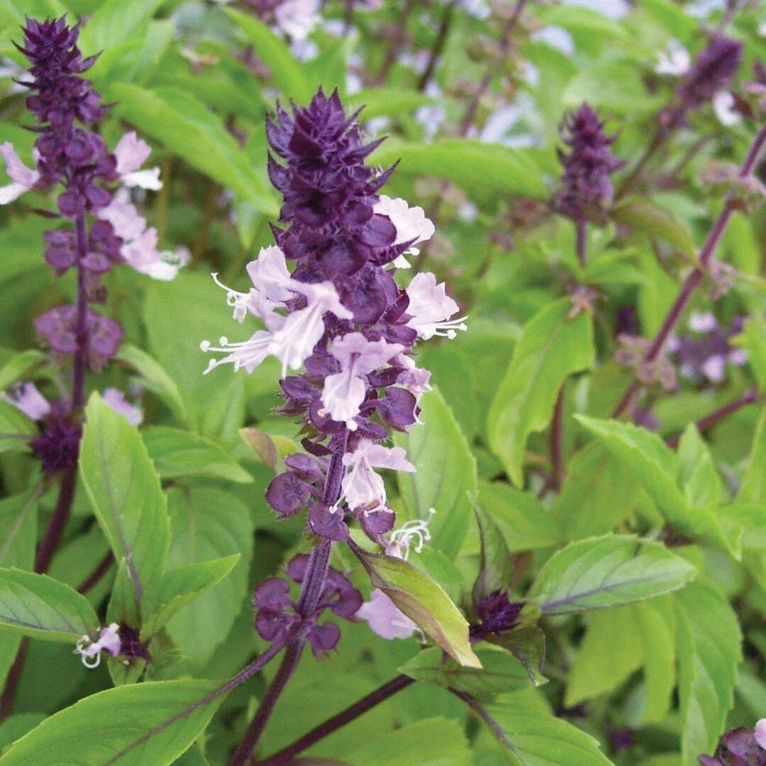 Cinnamon Basil Seeds – Organic Herb Seeds, Ocimum Basilicum, Culinary & Medicinal, 200+ Seeds, USA Free Shipping