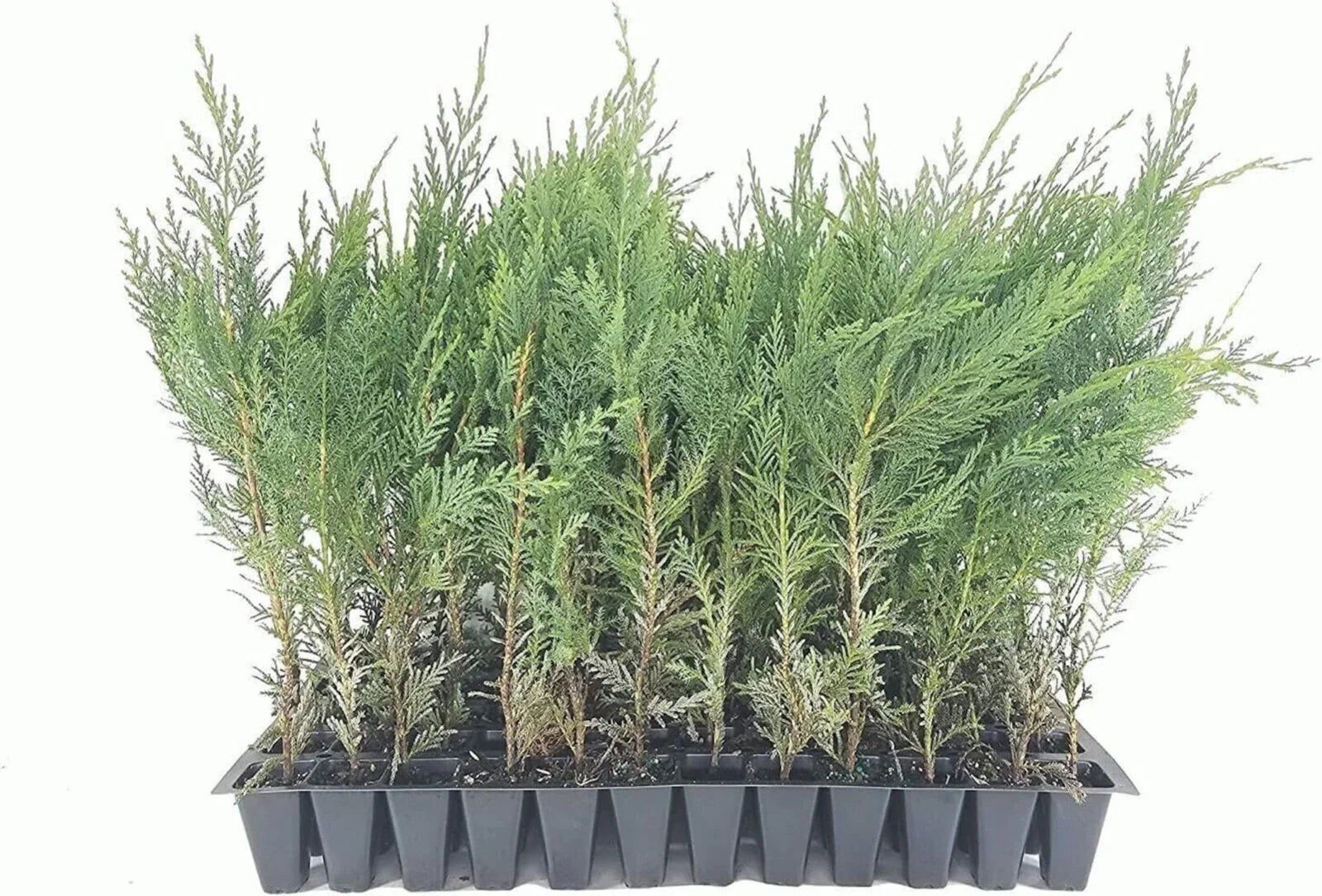 5 Murray Cypress Trees Live Plants - Upright Evergreen Privacy Screen ...