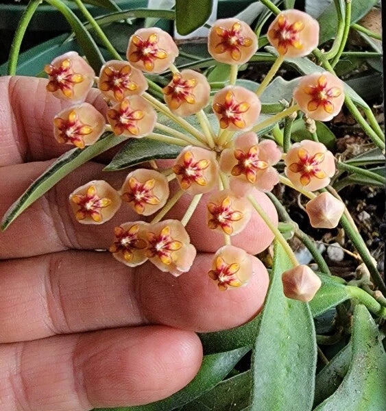 Unrooted Hoya aff. burtoniae Cutting - Rare Wax Vine Indoor Plant, Tropical Houseplant, Greenery, Climbing or Trailing Vine