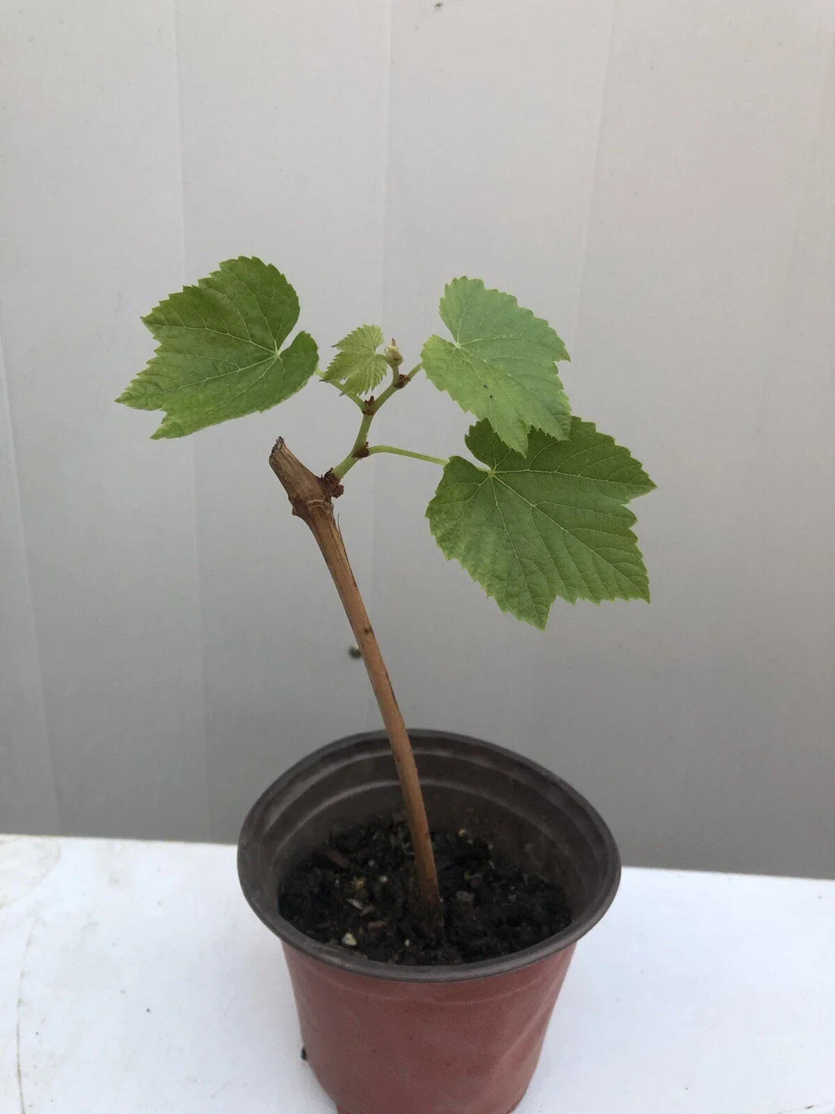 Sweet Grape Cutting Vine in Pot – Seedless Green Vitis vinifera, Climbing Garden Vine, Ready to Plant