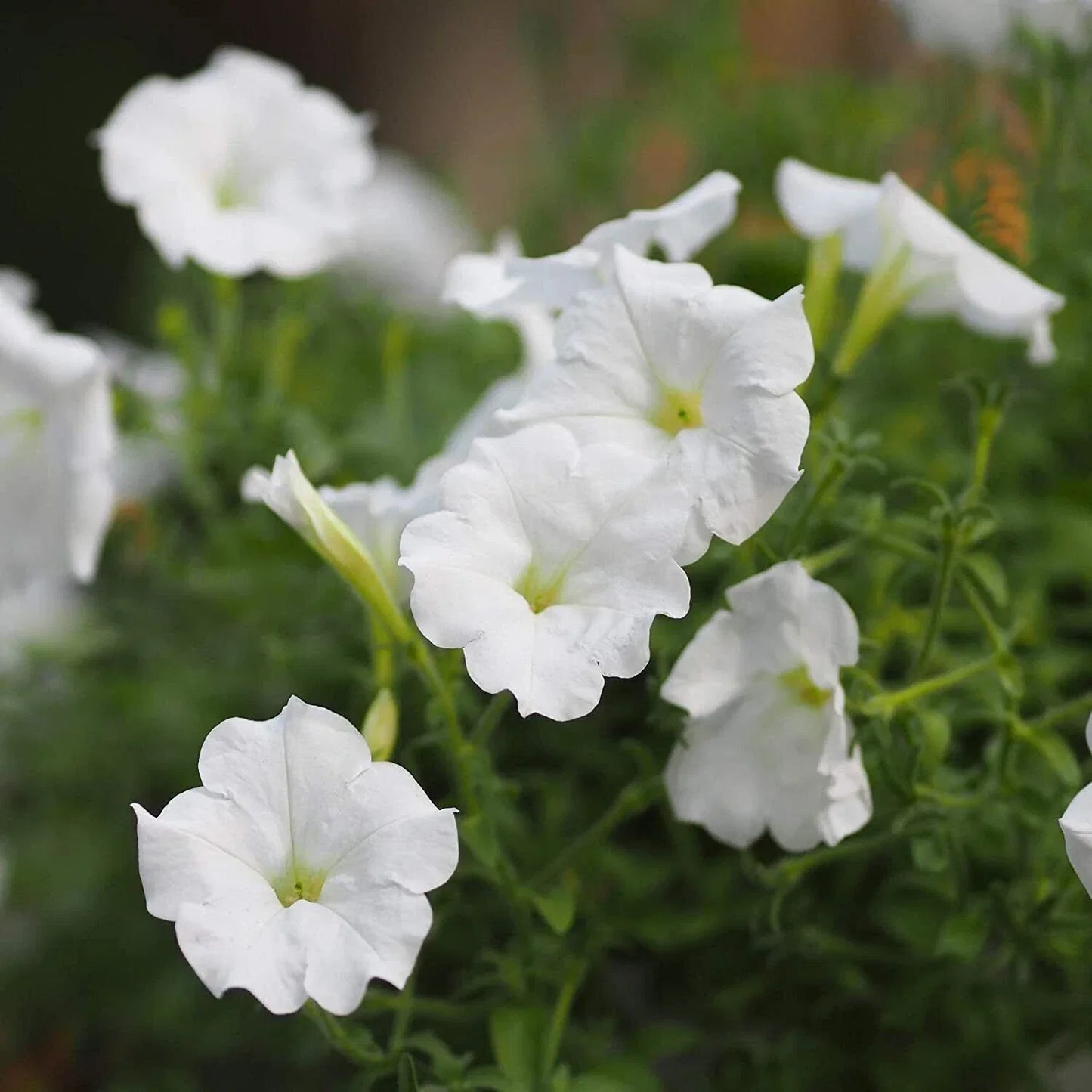 White Mexican Petunia Plants – 10 pcs Rooted in Pot – Ruellia brittoniana – Garden Flowering Plants for Borders & Containers