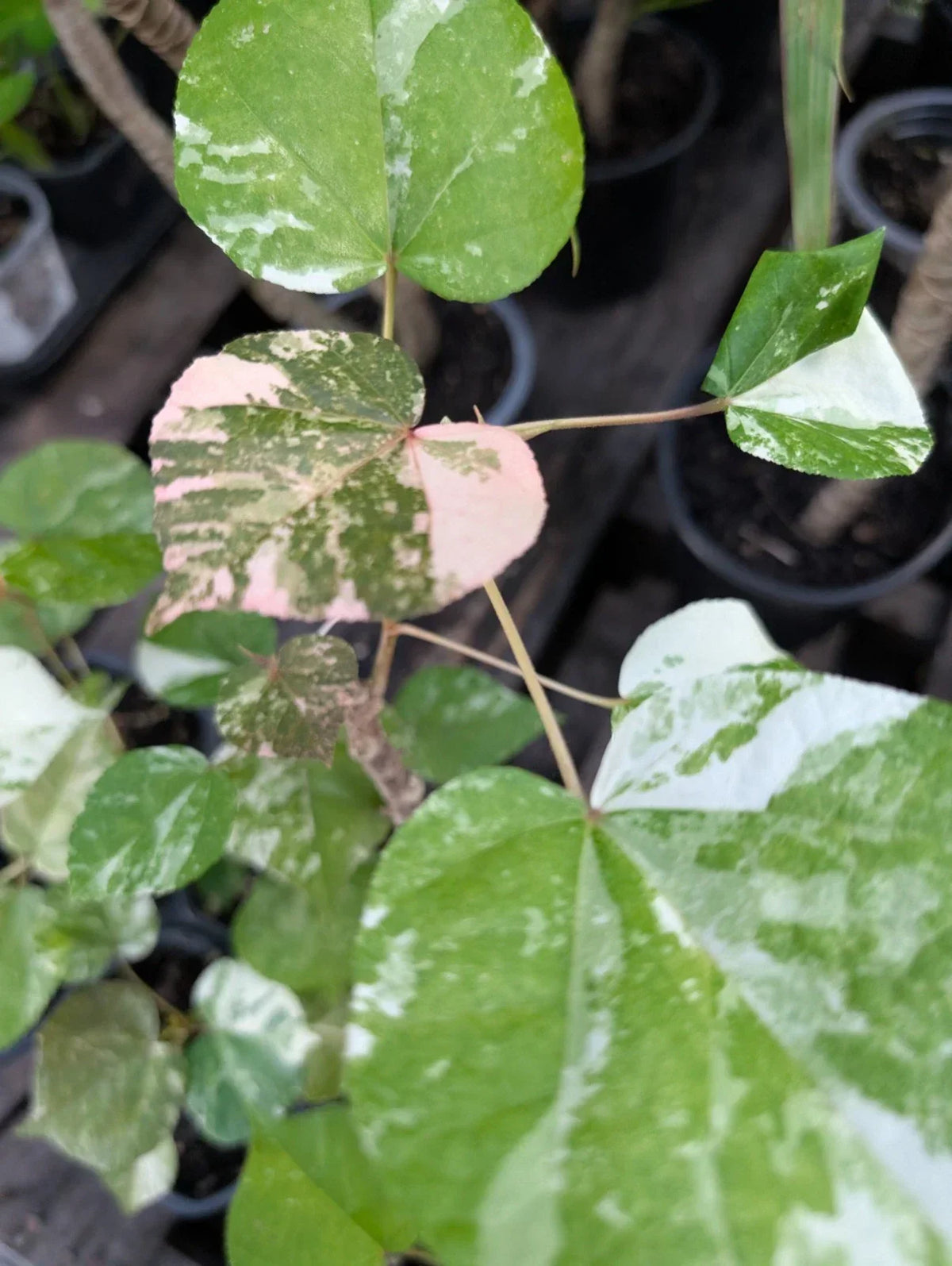 Variegated Mahoe Live Plant in 4" Pot | Hibiscus tiliaceus 'Variegata' | Tropical Shrub with Colorful Foliage