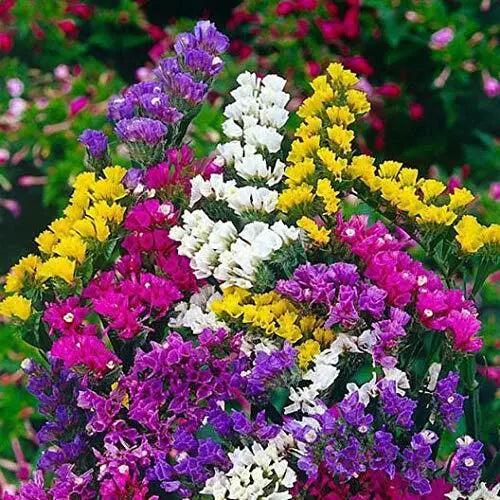 Statice Flower Seeds 100 Count - Mixed Colors - Limonium sinuatum