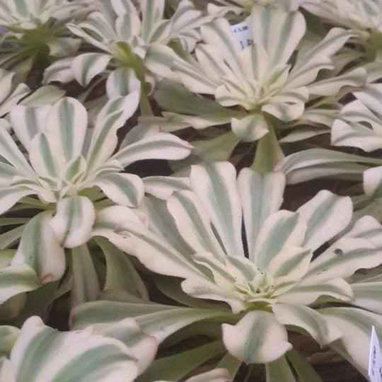Variegated Aeonium Cutting - Rosette Succulent - Aeonium Luteovariegatum Sunburst Plant