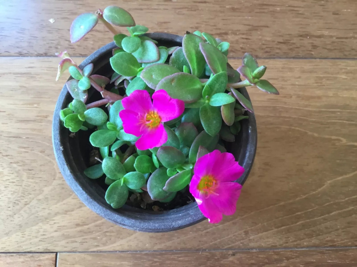 Purslane Cuttings 8-Color Mix Winter Flowering Moss Rose Portulaca oleracea for Rooting, Succulent Ground Cover, Drought Tolerant