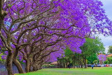 Blue Jacaranda Tree Seeds - 25 Seeds - Exotic Purple Blooms - Jacaranda mimosifolia