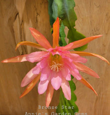 Epiphyllum Bronze Star Orchid Cactus 4 Inch Pot - Well Rooted Plant, Unique Succulent, Exotic Houseplant