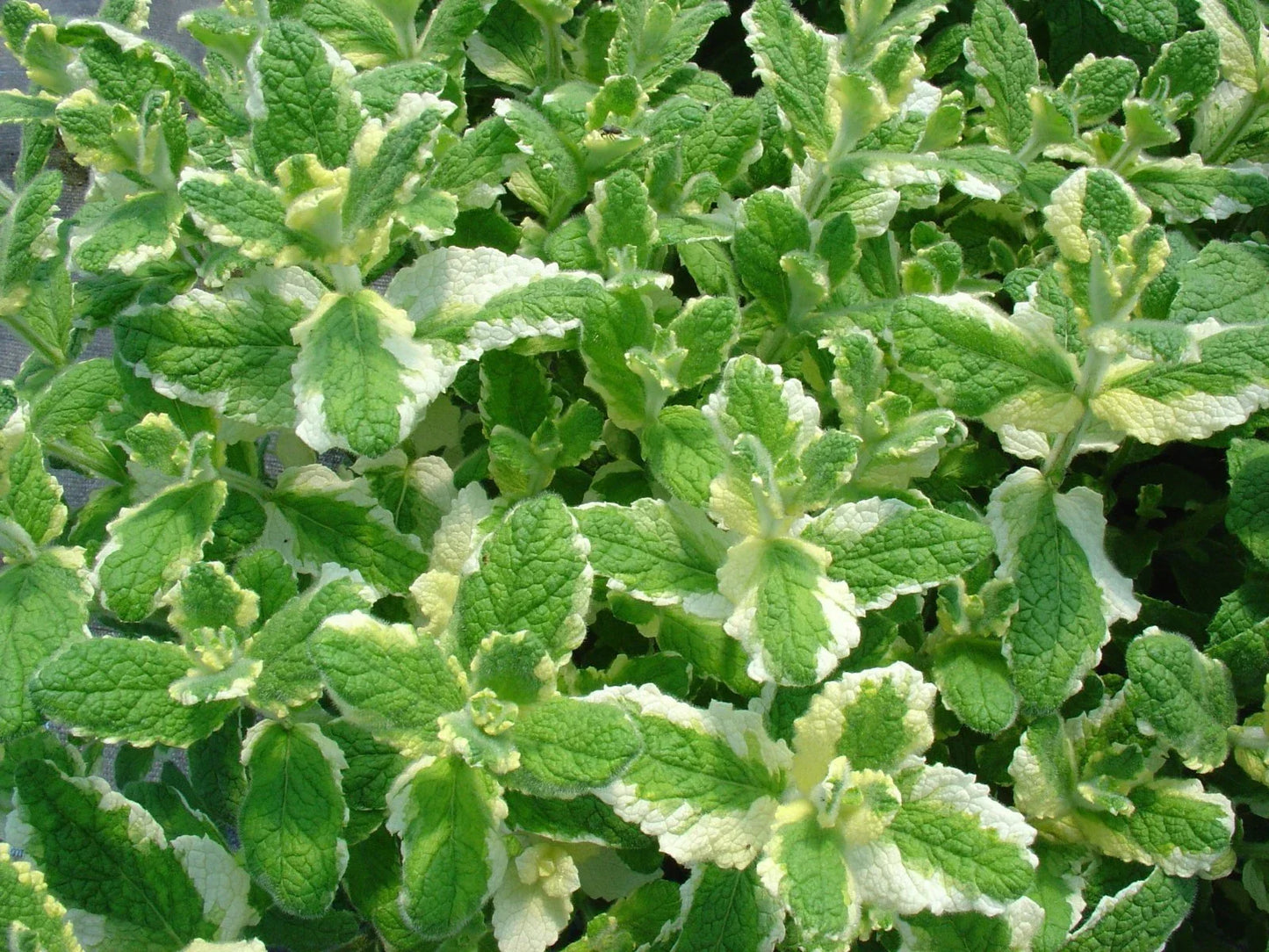 Pineapple Mint Seeds - 1000 Rare Mentha suaveolens Herb Seeds for Aromatic Gardens