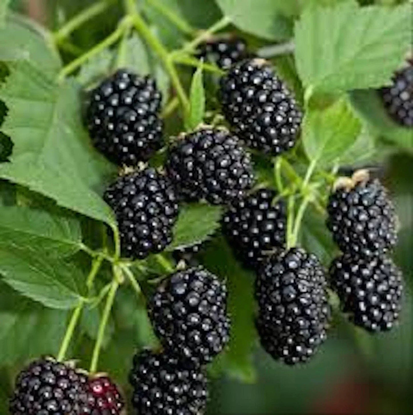 Sweetie Pie Blackberry Plant Starter - Bare Root Rubus Fruit Shrub for Home Garden