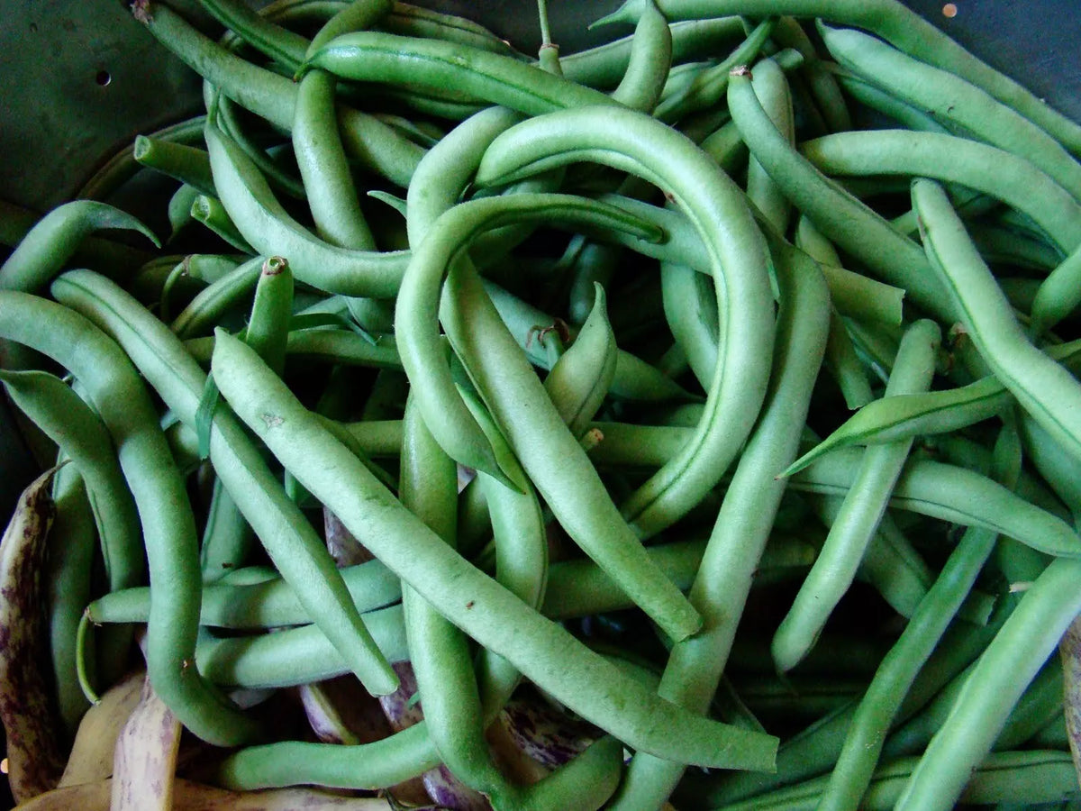 Blue Lake Bush Green Bean Seeds - Non-GMO Heirloom Organic Vegetable Seeds for High Yield & Easy Gardening