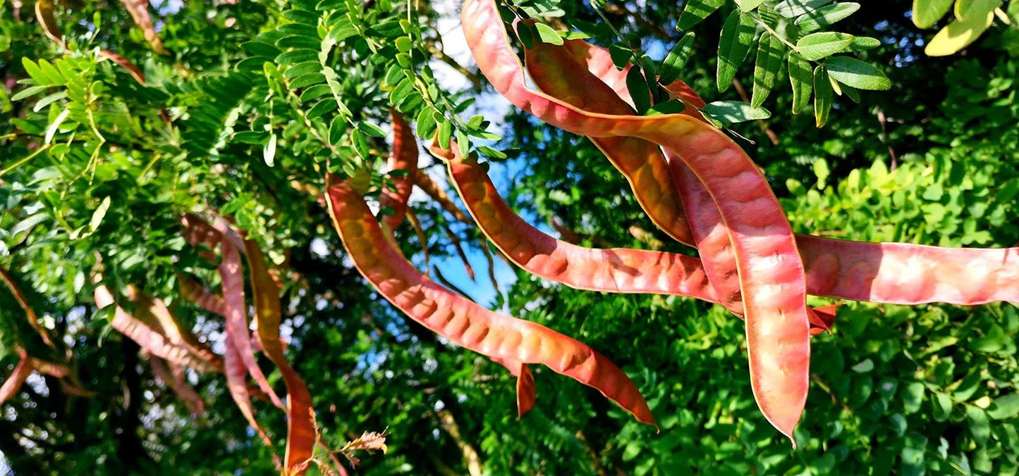 Thornless Honey Locust Seeds (12 Seeds) - Gleditsia triacanthos, Non-Thorn, Easy to Grow, Drought Tolerant
