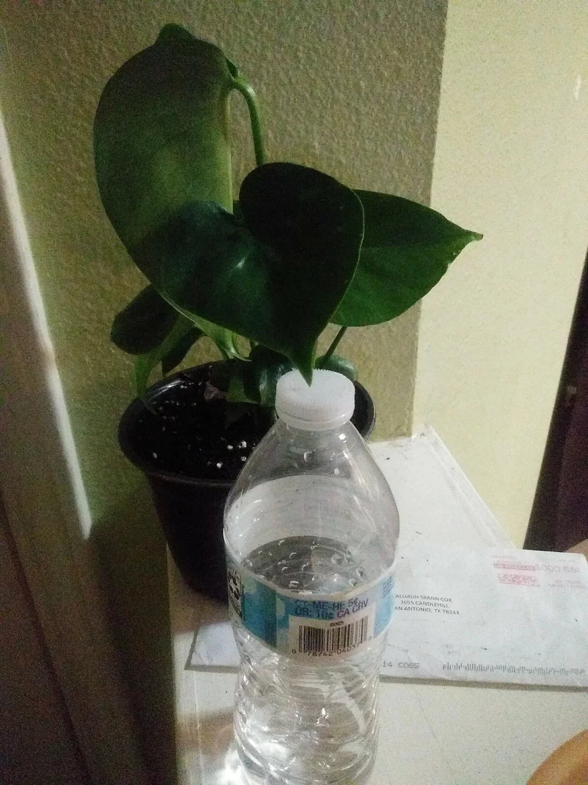 Philodendron Monstera - 6" Pot Tropical Houseplant with Green Foliage, Indoor Plant, Monstera deliciosa