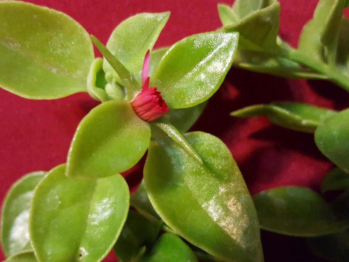 Sun Rose Cutting Pack 10 pcs 3-5" Red Apple Aptenia cordifolia Succulent Plant for Rooting