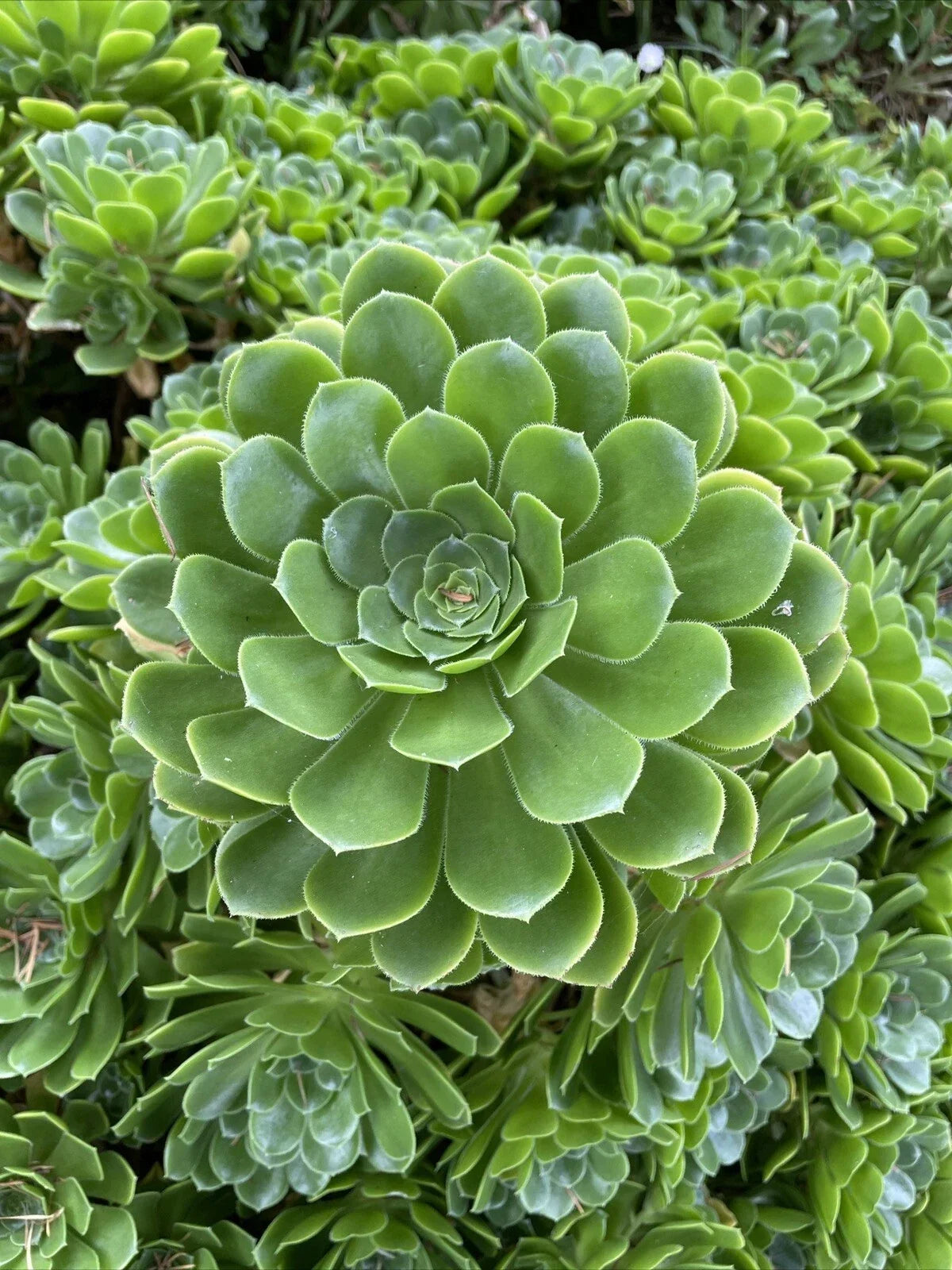 Rare Aeonium Arboreum Irish Rose Succulent Cuttings - Green Indoor and Outdoor Plants, Easy Care, Drought Tolerant