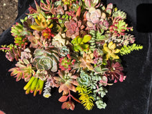 Colorful Succulent Cuttings Set of 20 Varieties | Healthy Assorted Succulents for Planting | Ideal for Home Decor