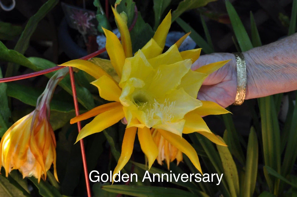 Epiphyllum Orchid Cactus Cuttings – 4 Rooted with New Growth, Golden Anniversary, Epiphyllum hybrids