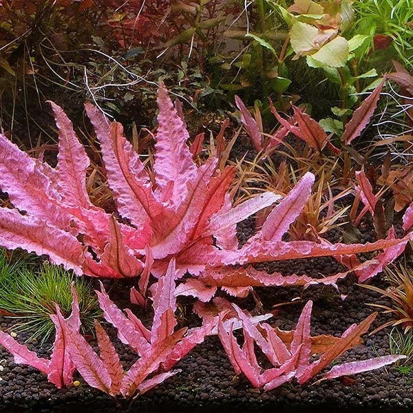 Cryptocoryne 'Pink Flamingo' Live Aquarium Plant - Cryptocoryne wendtii, Pink and Green Foliage, Easy Care, Freshwater Pond Plant