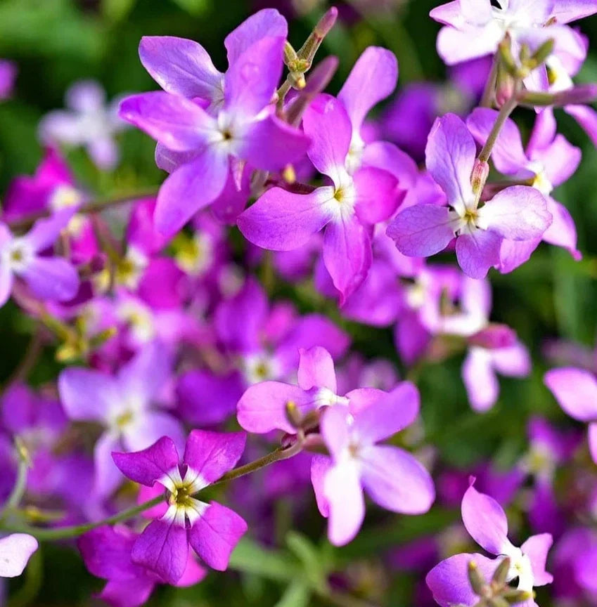 Evening Scented Stock Flower Seeds - 2000+ Wildflower Seeds for Garden, Fragrant Annual, Matthiola longipetala