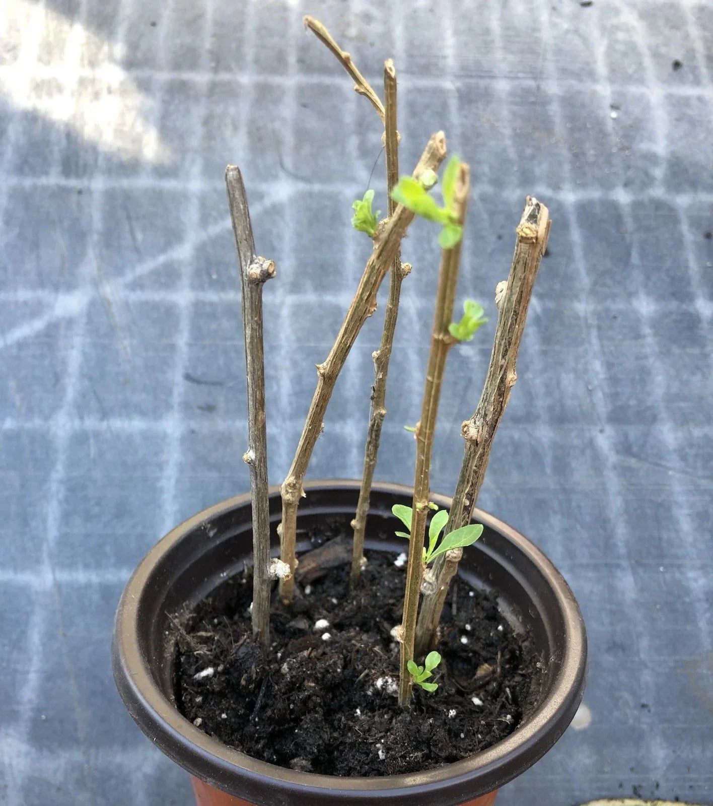 Goji Berry Plant Cuttings in Pot | Lycium barbarum | Live Perennial Shrub for Garden or Indoor Planting