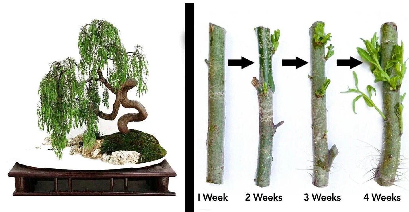 Weeping Willow Bonsai Cutting Starts – Dwarf Salix babylonica with Thick Trunk for Indoor Gardening