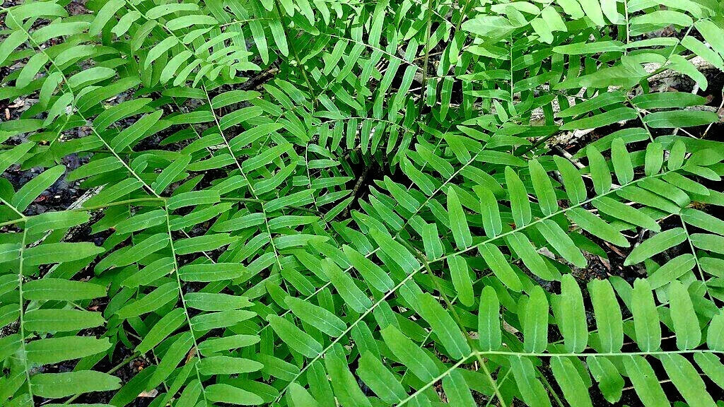 Royal Fern Seeds 1000 Spores - Hardy to -30°F | Osmunda regalis