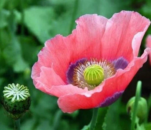 Bulk Rattle Poppy Seeds 10,000 Papaver somniferum Giant Flowering Annuals for Garden Planting