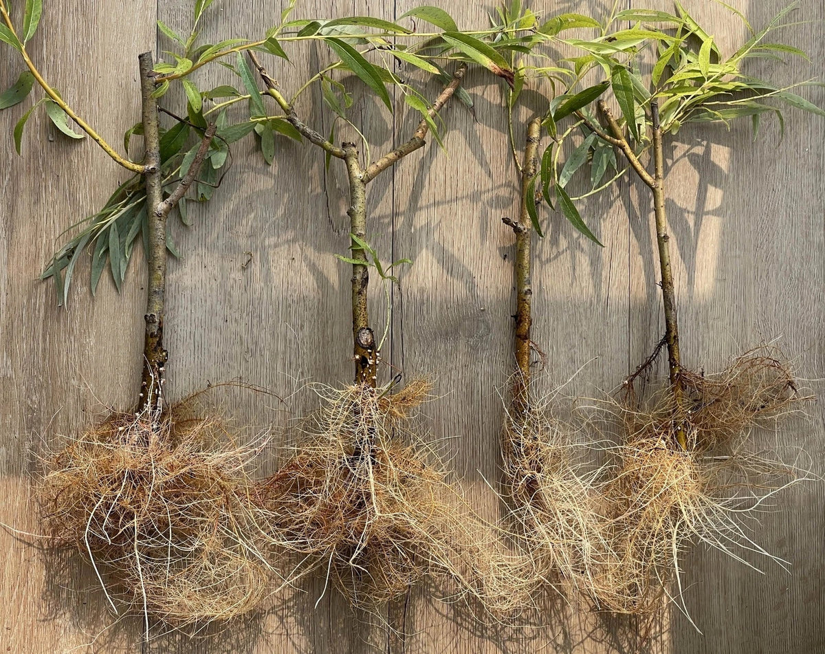 Black Weeping Willow Cuttings - Salix Nigra Rooted Trees for Bonsai & Water Gardens, 2 Pack