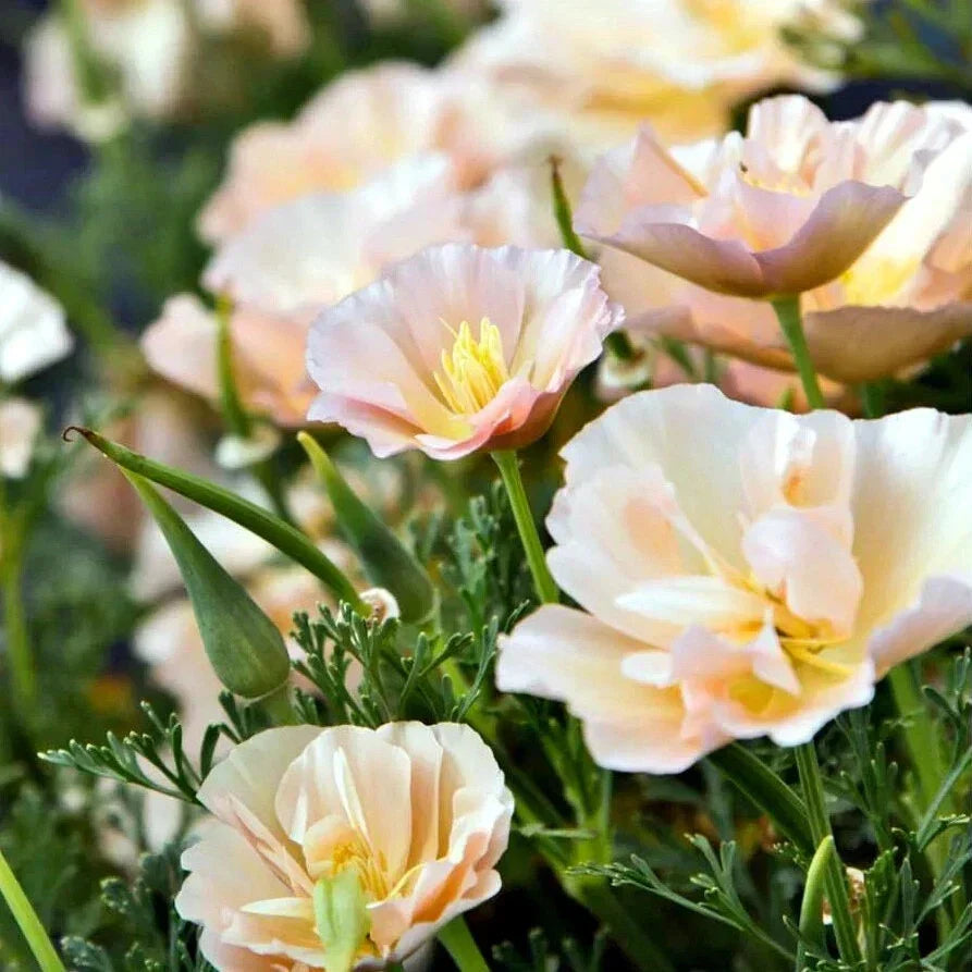 California Thai Silk Pink Champagne Poppy Seeds - 200+ Papaver somniferum Seeds for Spring Garden