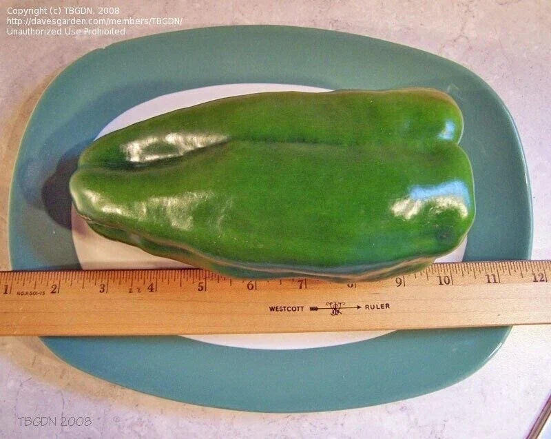 Big Bertha Sweet Pepper Seeds – Heirloom Organic Non-GMO Capsicum annuum, Large Peppers, Rare Variety, Pack of 25+ Seeds